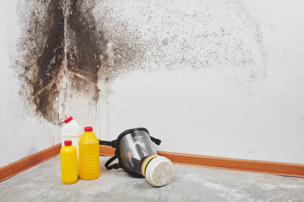 Best Attic Mold Remediation in Friday Harbor, WA