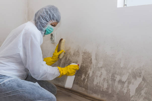 Best Residential Mold Remediation in Friday Harbor, WA