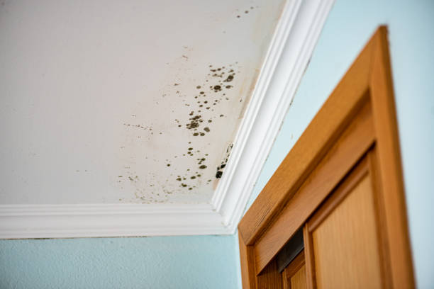Best Kitchen Mold Remediation in Friday Harbor, WA