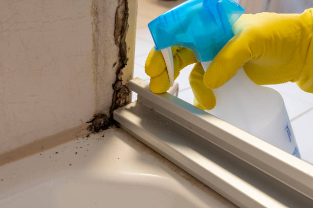 Best HVAC Mold Remediation in Friday Harbor, WA