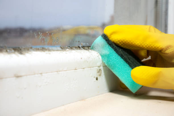 Best Basement Mold Remediation in Friday Harbor, WA