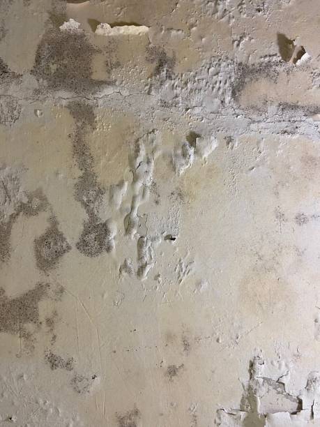 Best Bathroom Mold Remediation in Friday Harbor, WA