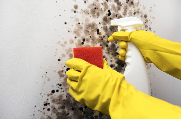 Best Mold Remediation for Schools in Friday Harbor, WA