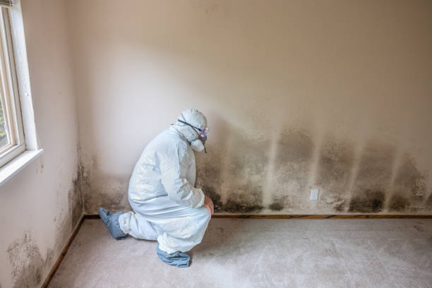 Best Crawl Space Mold Remediation in Friday Harbor, WA