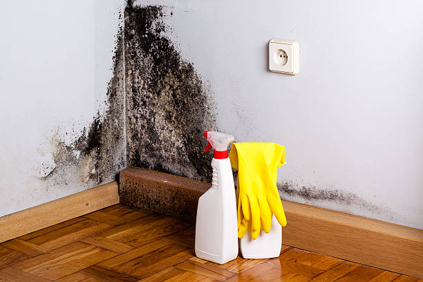 Best Mold Testing and Inspection Services in Friday Harbor, WA