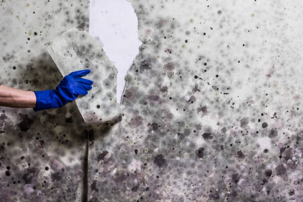 Professional Mold Remediation in Friday Harbor, WA